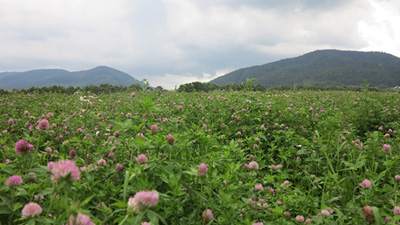 lucerna siata